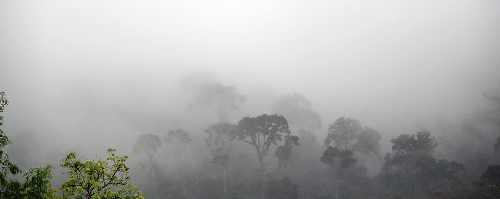 Der Nebel erhebt sich morgens aus dem Regenwald oder umgekehrt ... der Regenwald verschwindet lansam