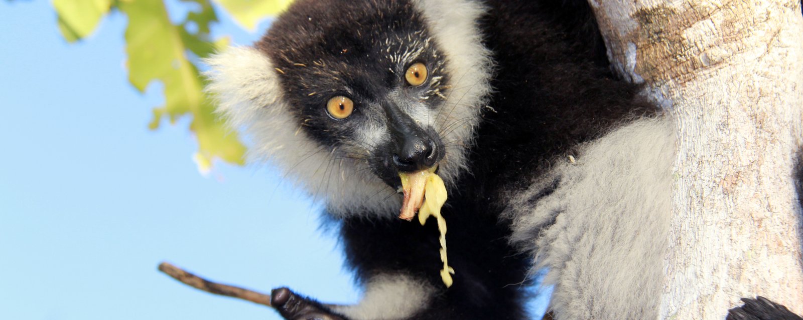Lemure als Symbol für seinen Lebensraum – den primäre Küsten-Urwald, den wir schützen wollen